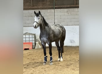 Baden Wuerttemberg, Mare, 5 years, 16,2 hh, Gray