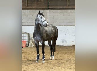 Baden Wuerttemberg, Mare, 5 years, 16,2 hh, Gray