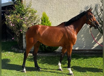 Baden Wuerttemberg, Mare, 5 years, 16,3 hh, Brown