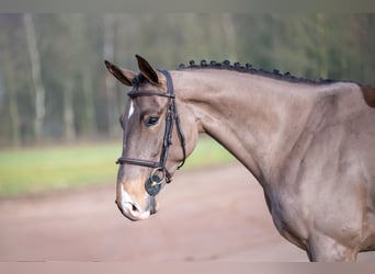 Baden Wuerttemberg, Mare, 5 years, 16 hh