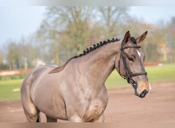 Baden Wuerttemberg, Mare, 5 years, 16 hh