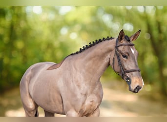 Baden Wuerttemberg, Mare, 5 years, 16 hh