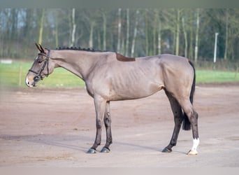 Baden Wuerttemberg, Mare, 5 years, 16 hh