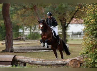 Baden Wuerttemberg, Mare, 6 years, 16.1 hh, Brown