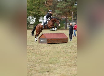 Baden Wuerttemberg, Mare, 6 years, 16.1 hh, Brown