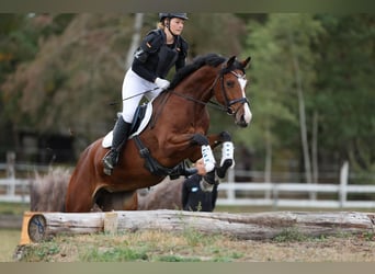 Baden Wuerttemberg, Mare, 6 years, 16.1 hh, Brown