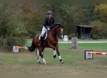 Baden Wuerttemberg, Mare, 6 years, 16.1 hh, Brown