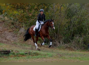 Baden Wuerttemberg, Mare, 6 years, 16.1 hh, Brown