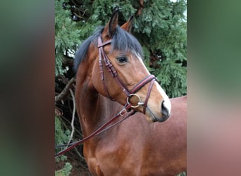 Baden Wuerttemberg, Mare, 6 years, 16.1 hh, Brown