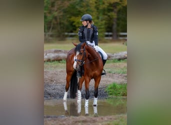 Baden Wuerttemberg, Mare, 6 years, 16.1 hh, Brown