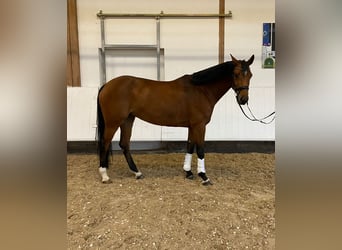 Baden Wuerttemberg, Mare, 6 years, 16,1 hh, Brown