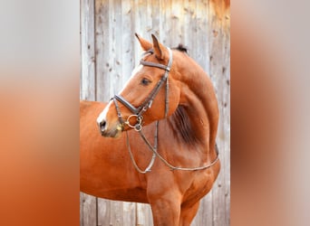 Baden Wuerttemberg, Mare, 6 years, 16,2 hh, Brown