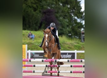 Baden Wuerttemberg, Mare, 6 years, 16.2 hh, Chestnut-Red
