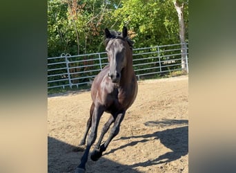 Baden Wuerttemberg, Mare, 6 years, 16 hh, Black
