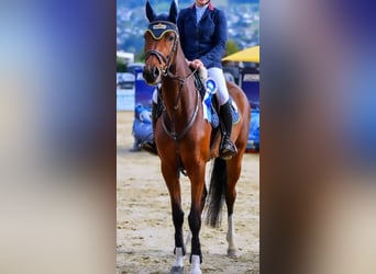 Baden Wuerttemberg, Mare, 6 years, 16 hh, Brown