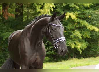 Baden Wuerttemberg, Mare, 6 years, 17.2 hh, Black