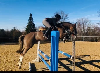 Baden Wuerttemberg, Mare, 7 years, 14.2 hh, Chestnut