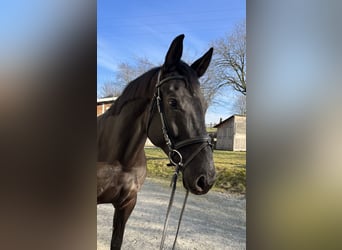 Baden Wuerttemberg, Mare, 7 years, 16,1 hh, Smoky-Black