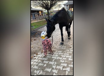 Baden Wuerttemberg, Mare, 7 years, 16,1 hh, Smoky-Black