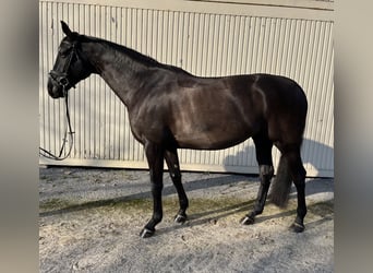 Baden Wuerttemberg, Mare, 7 years, 16,1 hh, Smoky-Black