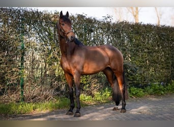 Baden Wuerttemberg, Mare, 7 years, 16,2 hh, Brown