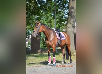 Baden Wuerttemberg, Mare, 7 years, 16,2 hh, Brown