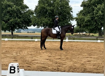 Baden Wuerttemberg, Mare, 7 years, 16,2 hh, Smoky-Black