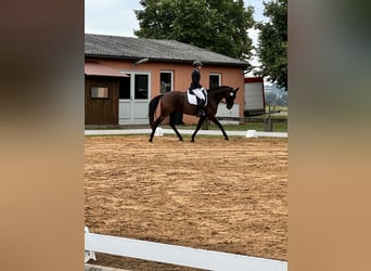 Baden Wuerttemberg, Mare, 7 years, 16,2 hh, Smoky-Black