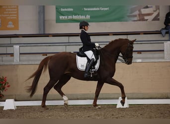 Baden Wuerttemberg, Mare, 7 years, 16,2 hh, Chestnut