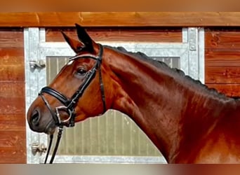 Baden Wuerttemberg, Mare, 7 years, 17 hh, Brown