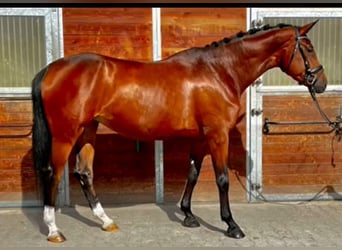 Baden Wuerttemberg, Mare, 7 years, 17 hh, Brown