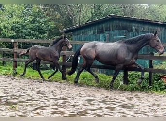 Baden Wuerttemberg, Mare, 7 years, 17 hh, Smoky-Black