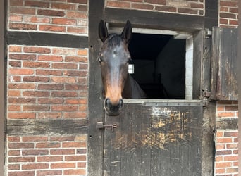 Baden Wuerttemberg, Mare, 7 years, 17 hh, Smoky-Black