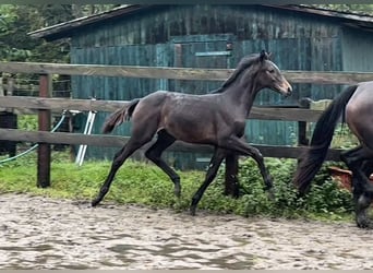 Baden Wuerttemberg, Mare, 7 years, 17 hh, Smoky-Black