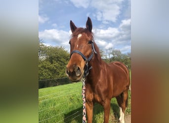 Baden Wuerttemberg, Mare, 8 years, 15.2 hh, Chestnut-Red