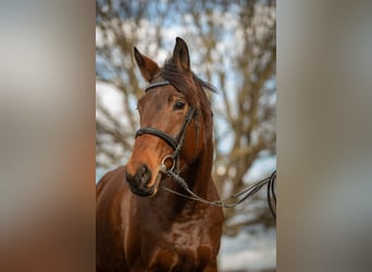 Baden Wuerttemberg, Mare, 8 years, 16.1 hh, Brown