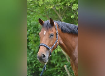 Baden Wuerttemberg, Mare, 8 years, 16.2 hh, Brown