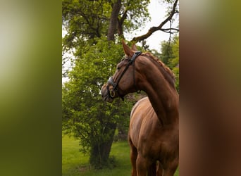 Baden Wuerttemberg, Mare, 8 years, 16.2 hh, Chestnut-Red