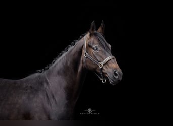 Baden Wuerttemberg, Mare, 8 years, 16 hh, Bay-Dark