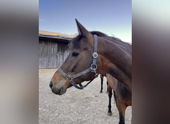 Baden Wuerttemberg, Mare, 8 years, Brown
