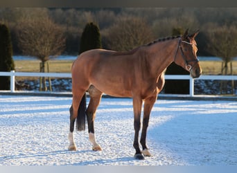 Baden Wuerttemberg, Mare, 9 years, 17 hh, Brown