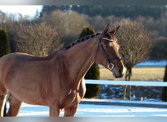 Baden Wuerttemberg, Mare, 9 years, 17 hh, Brown