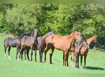 Baden Wuerttemberg, Mare, Foal (05/2026), Brown