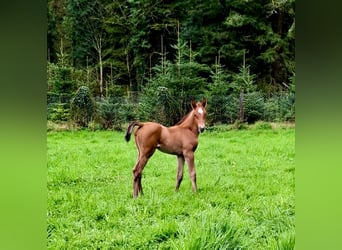 Baden Wuerttemberg, Mare, Foal (03/2024), Brown