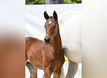 Baden Wuerttemberg, Mare, Foal (04/2025), Brown