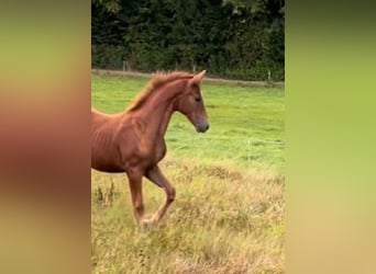 Baden Wuerttemberg, Mare, Foal (04/2025), Chestnut-Red