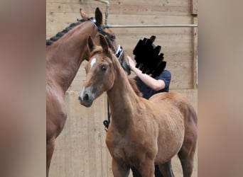 Baden Wuerttemberg, Mare, Foal (04/2025), Chestnut-Red