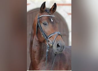 Baden Wuerttemberg, Stallion, 13 years, 16,2 hh, Brown