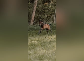 Baden Wuerttemberg, Stallion, 1 year, 13.2 hh, Bay-Dark