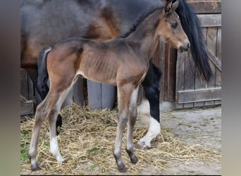 Baden Wuerttemberg, Stallion, 1 year, 16,1 hh, Bay-Dark